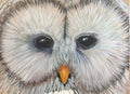 Barn Owl